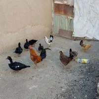 فروش مرغ و خروس گلین