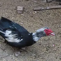 اردک اسرائیلی نر