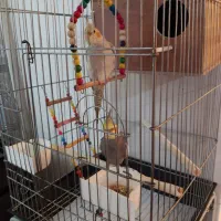 یک جفت عروس هلندی