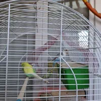 دو جفت مرغ عشق