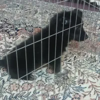 سگ پامر|سگ|ایرانشهر, |دیوار