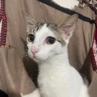 واگذاری گربه|گربه|بابل, |دیوار