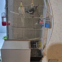 دو جفت عروس هلندی تازه بالغ با قفس و پایش