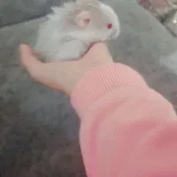 همستر|موش و خرگوش|سنندج, |دیوار