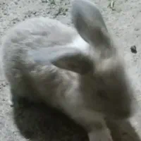 خرگوش زیبا قشنگ خونگی بخاطرجا به جای میفروشم