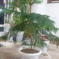 گل مطبق اپارتمانی درجه یک