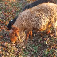 یه عدد گوسفند جوان آبستن مایه کرده