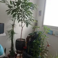 گل های آپارتمانی|گل و گیاه طبیعی|مشهد, یوسفیه (شهرک غرب)|دیوار