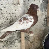 کبوتر|پرنده|مرودشت, ثبت احوال|دیوار