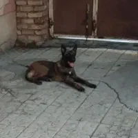 سگ بلژین مالینویز|سگ|شیراز, تاچارا|دیوار