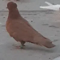 کبوتر ماده زرد