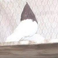 تعدادی طوقی نر و ماده و جوانه جوجه