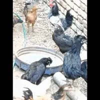 کاسرک و خروس نوق