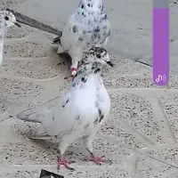 کفتر بالای ۵ساعتی میخام باشی سپه باشی مثل این
