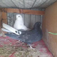 کبوتر پرشی
