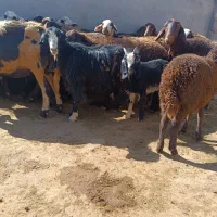 بز زایده|حیوانات مزرعه|مشهد, ابوذر|دیوار