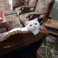 بچه گربه اسکاتیش فولد