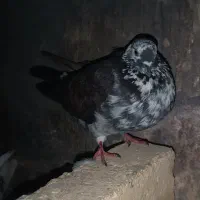 کفتر|پرنده|سجاس رود, |دیوار