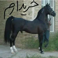 نریون مشکی واکسی