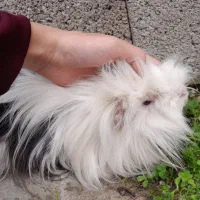 خوکچه هندی|موش و خرگوش|تولم شهر, |دیوار