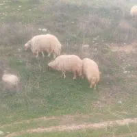 میش|حیوانات مزرعه|زرین آباد, |دیوار