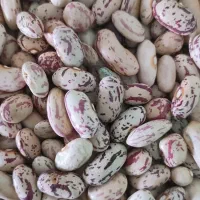 لوبیاچیتی تازه ۳۶۰|خوردنی و آشامیدنی|قم, انصار‌الحسین|دیوار