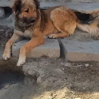 سگ نگهبان|سگ|خمین, |دیوار