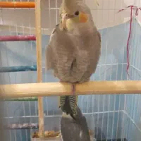 عروس هلندی