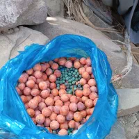 بنه عکس دوم