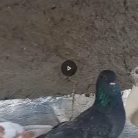 کبوتر گمشده|پرنده|قم, نیروگاه|دیوار