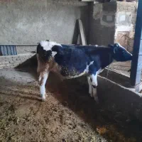 گوساله نر هلشتاین