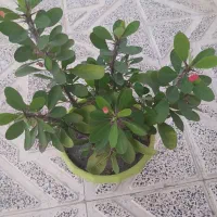 گل خانگی|گل و گیاه طبیعی|سنندج, |دیوار