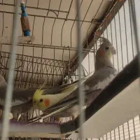 عروس هلندی ۲ جفت همراه۲ عددماده و دوعدد جوجه ۳ ماه