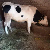گاو