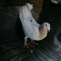 کله سرونج پرشی