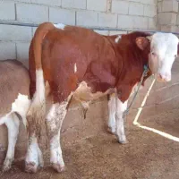 خریدار  وفروش انواع گاو وگوساله   به قیمت منصفانه