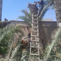 بریدن نخل و درخت وسمپاشی|خدمات نظافت|بندر ماهشهر, |دیوار