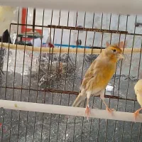 قناری ماده اوپال آماده آماده