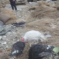 بوقلمون برنز