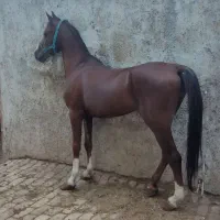 نریان بسیار نجیب و کلاسی