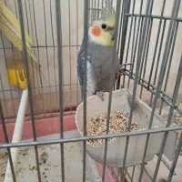 عروس هلندی نر