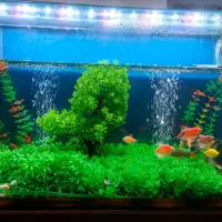 باکس ، آکواریوم ، همه مدل|ماهی|تهران, افسریه شمالی|دیوار