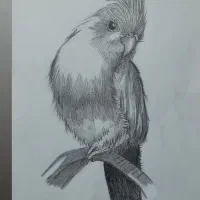 طراحی چهره سیاه قلم|تابلو، نقاشی، عکس|رشت, کوی مهر|دیوار