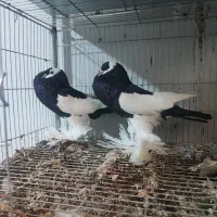 جفت مولد کبوتر زینتی بادکنکی ماهرو|پرنده|شیراز, شهرک گلستان|دیوار