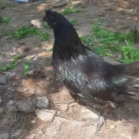 حراج مرغ و خروس آیام سمانی