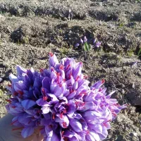 فروش زعفران تازه چیده شده