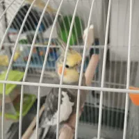 عروس هلندی نر سینامون