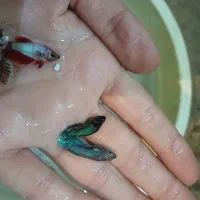 فایتر نر ۱بندی|ماهی|گنبد کاووس, |دیوار