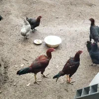 خروس و مرغ لاری ۸ ماهه|حیوانات مزرعه|سرخرود, |دیوار