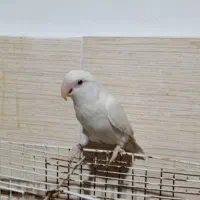 طوطی برزیلی سفید چشم شرابی